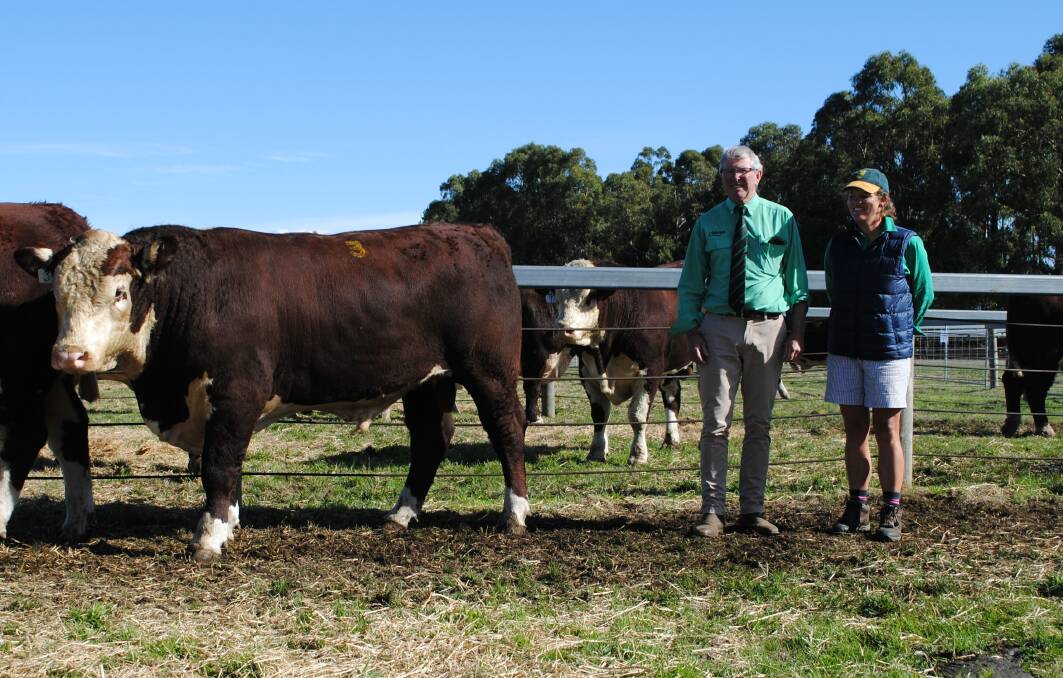 Nutrien Tasmania studstock manager Jock Gibson with Quamby Plains Poll Hereford stud principal Victoria Archer, Hagley, Tasmania, and the sale's top-priced bull, Lot 3. Picture by Barry Murphy 