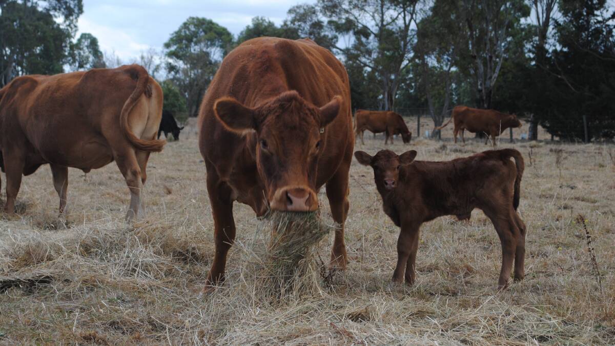 The Limousin cows were bred to a Red Angus bull. Picture by Barry Murphy 