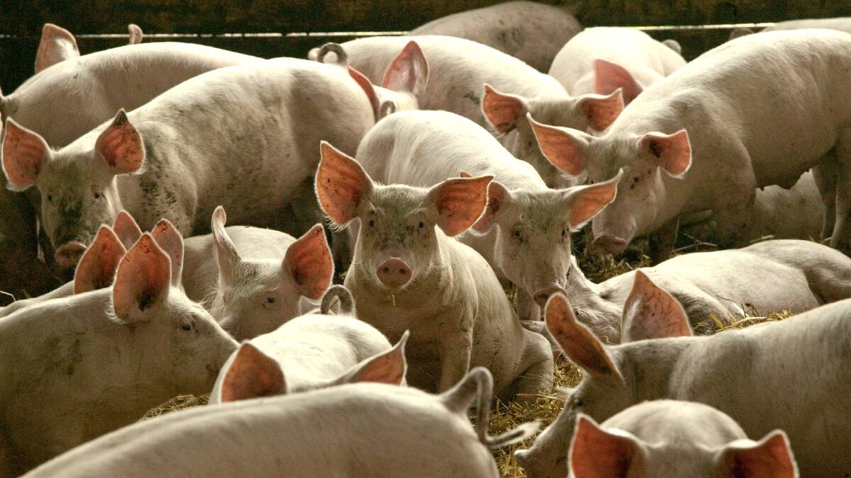 Animal welfare groups will make calls for the ending of the Victorian pig industry on Tuesday. Picture via Shutterstock