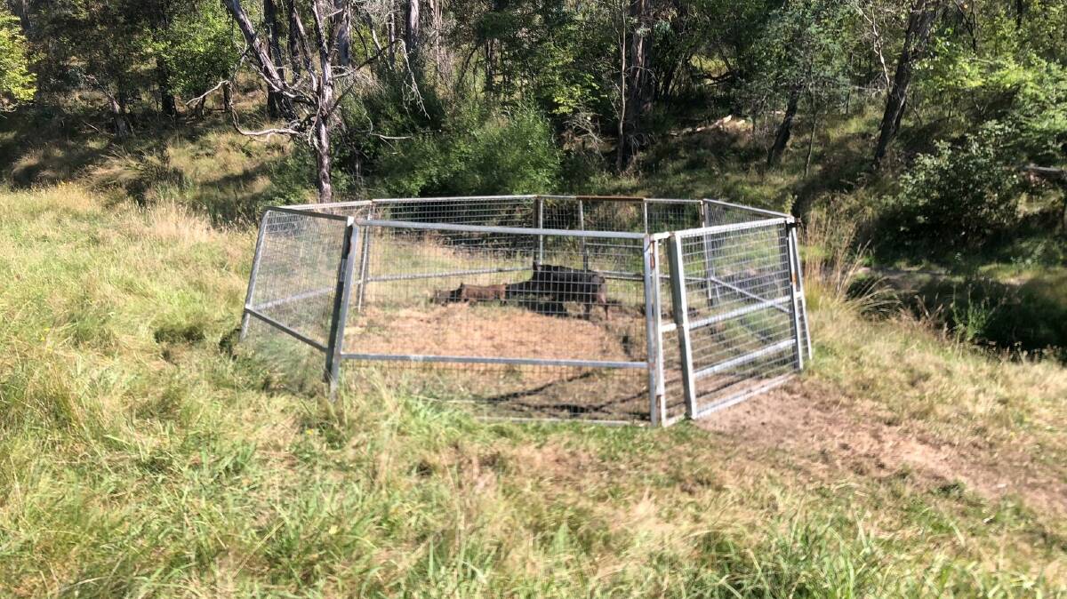 The traps used to capture the feral pigs before they were humanely dispatched. Picture supplied