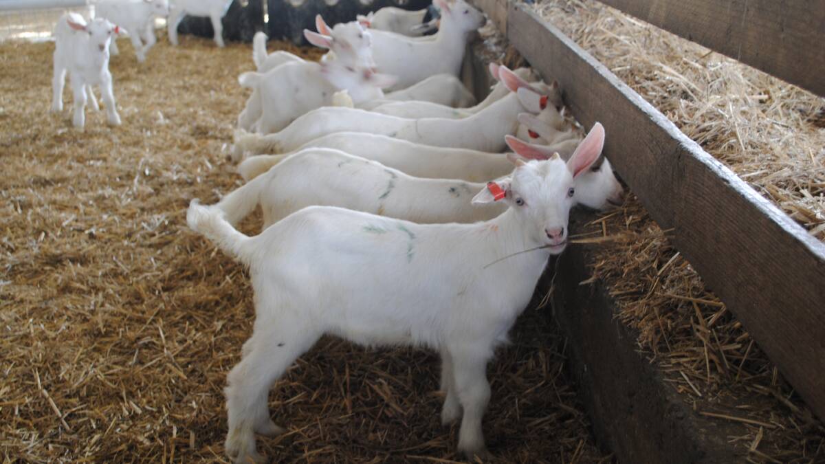 Goat kids at Meredith Dairy. Picture by Barry Murphy