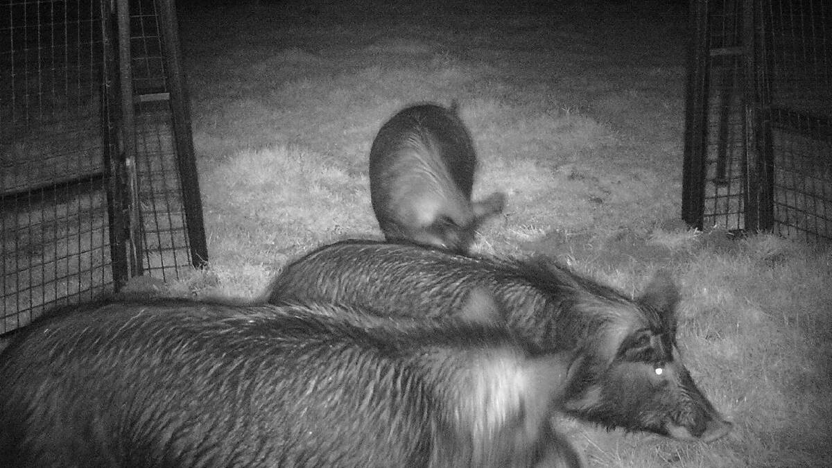 Pigs were monitored on cameras before traps were set. Picture supplied