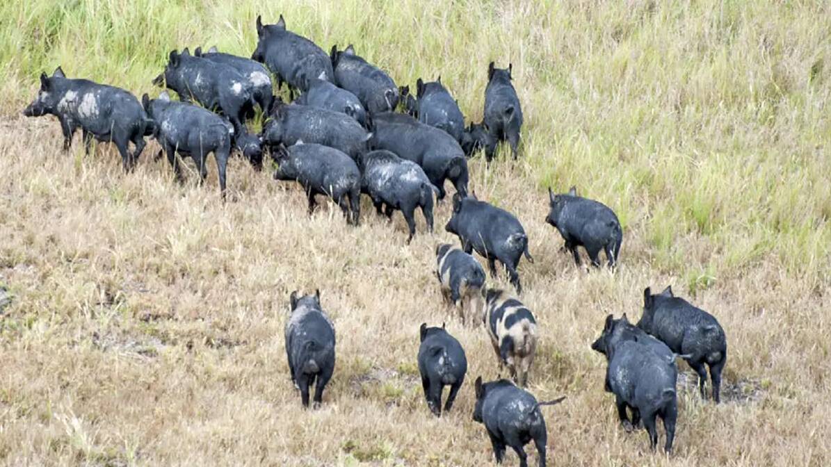 It would take five years of intensive surveying to accurately estimate Victoria's feral pig population, according to an official. Picture supplied by federal government