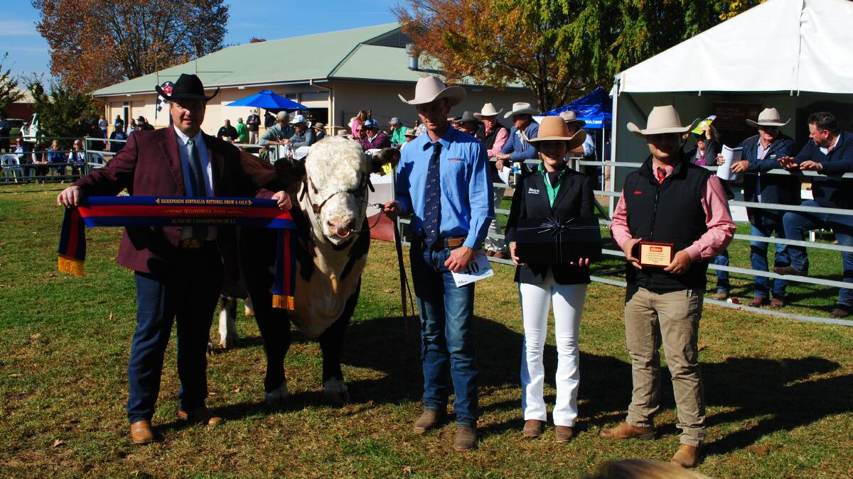 Judge Shane Bedwell of the American Hereford Association, Mawarra Genetics stud co-principal Logan Sykes, Longford, Nutrien agent Micquella Grima, and Elders auctioneer Ryan Bajada with the Hereford national junior champion, Mawarra Whiteout T290. Picture by Barry Murphy