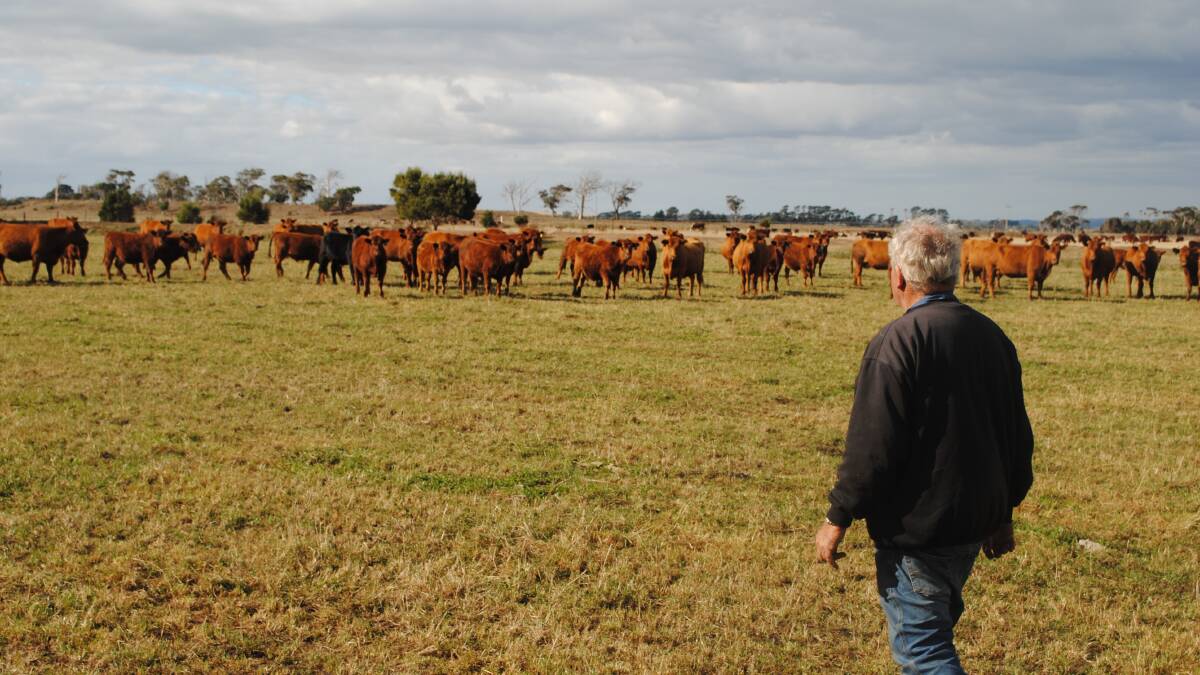 Mr Sattler inspecting his Red Angus cow herd. Picture by Barry Murphy