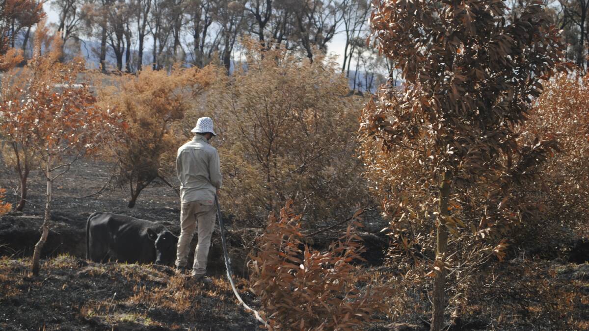 Farmers left recovering from recent bushfires can now avail of Agriculture Victoria support. Picture by Barry Murphy 