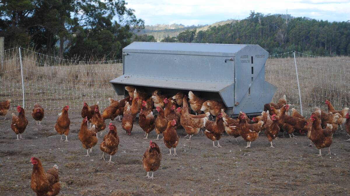 Feed was also supplied to keep egg laying consistent. Picture by Barry Murphy 