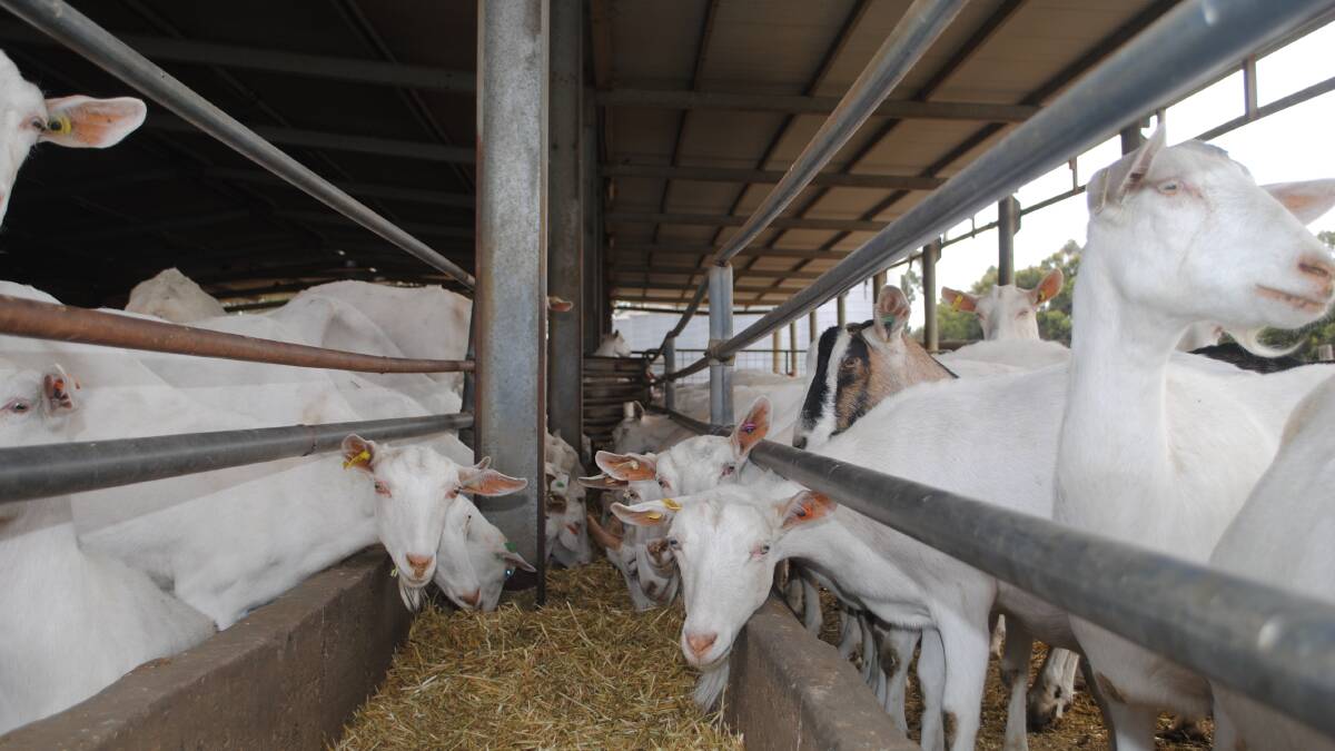 The goats are fed indoors on a 100pc feed ration. Picture by Barry Murphy