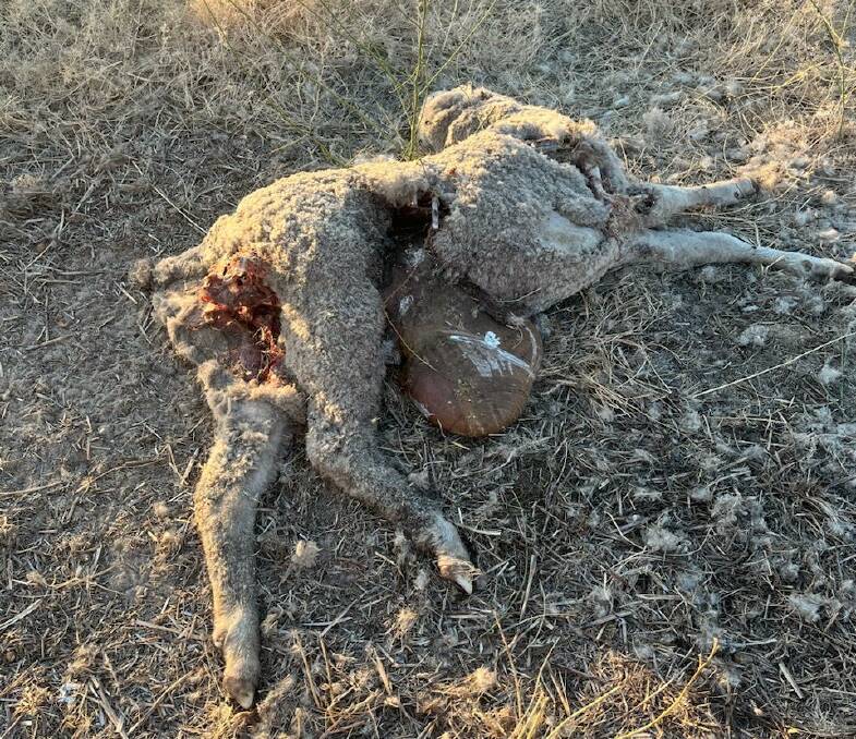 Sheep killed following wild dog attacks on the farm. Picture supplied