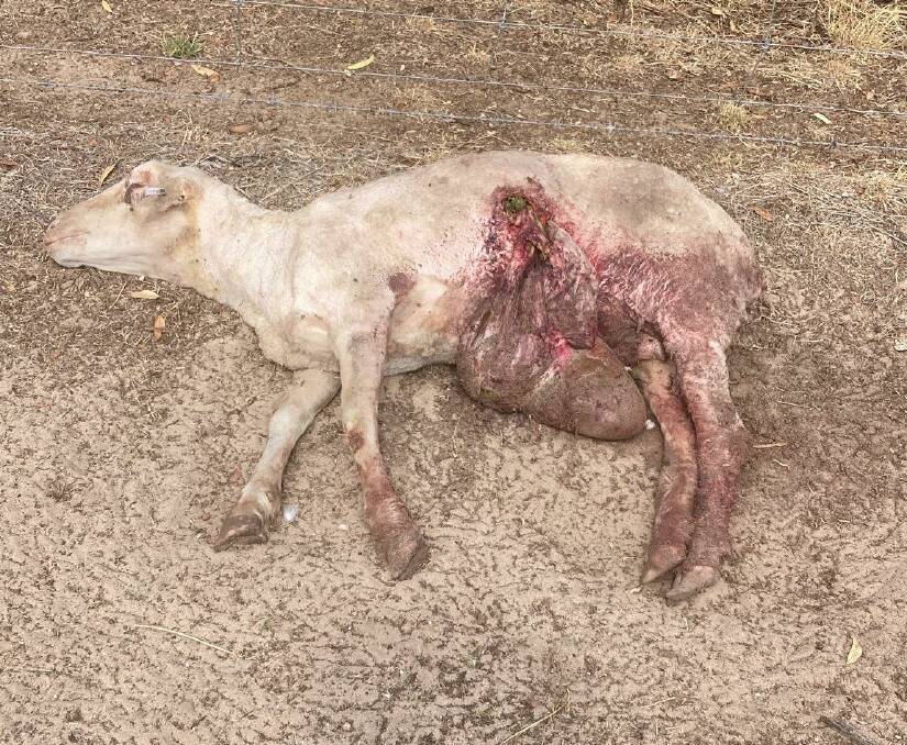 Sheep killed following wild dog attacks on the farm. Picture supplied