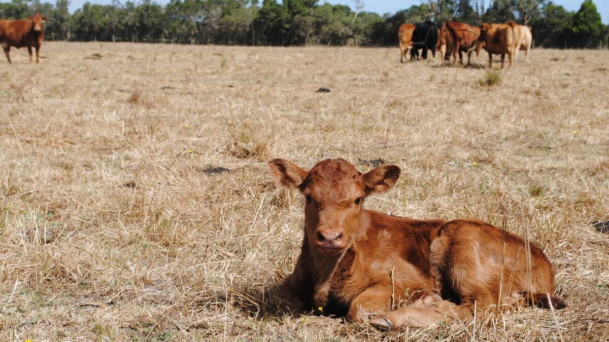 New calves are doing well in the dry conditions. Picture by Barry Murphy 