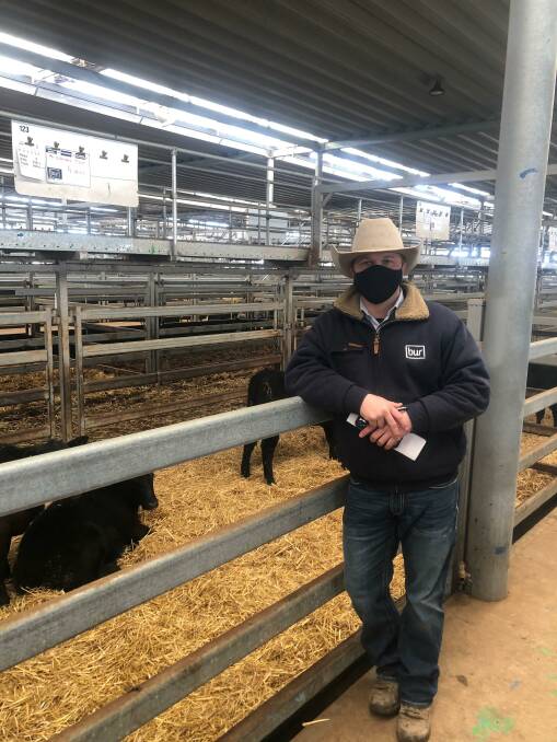 BUR Rural Property and Livestock agent Sam Mooney with 238kg Angus heifers that sold for $1005/head (422c/kg) at the Northern Victoria Livestock Exchange, Wodonga, store cattle sale on Thursday. Photo: NVLX