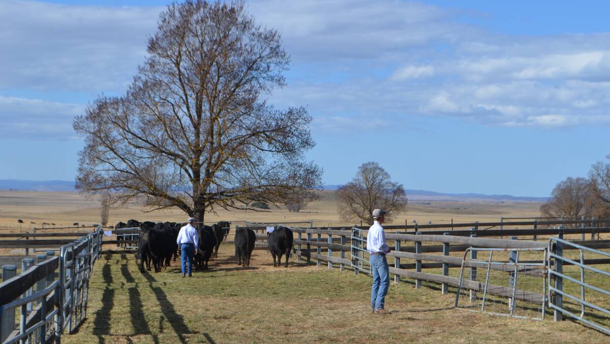 The end of a very successful sale at Hazeldean Angus, Cooma for the Litchfield family.