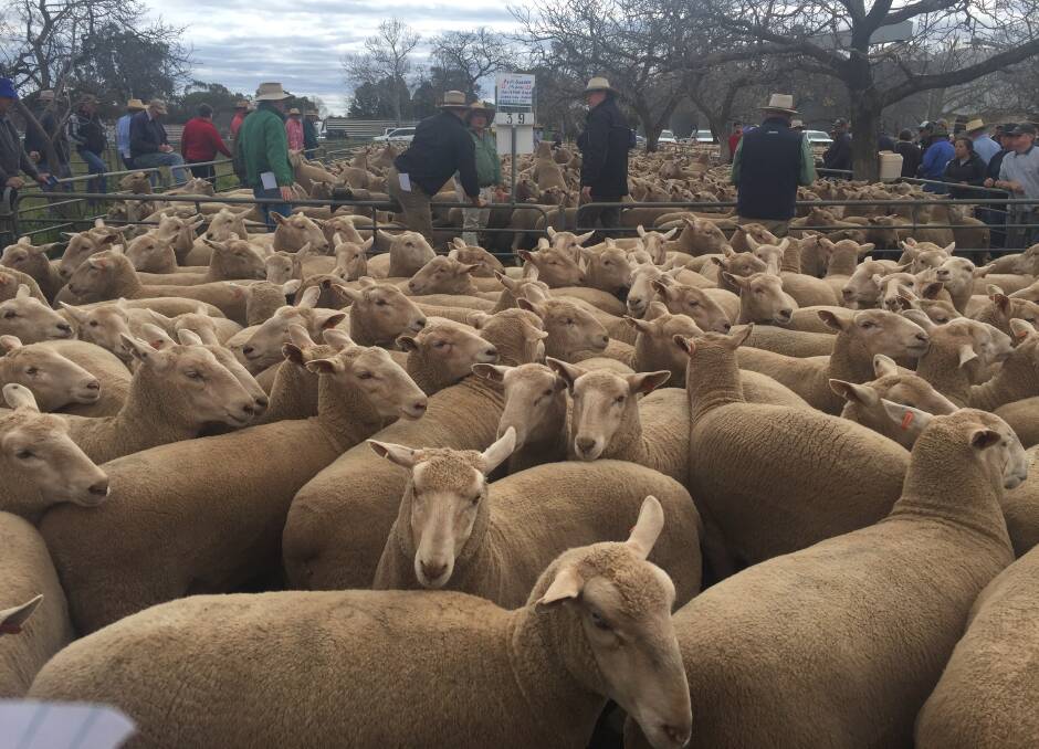 Judged by Graeme Hibbard, Deepdene Poll Dorsets, Narrandera, the pen of 123 ewes offered by Peter and Michelle Burden, Colinrubbie sold for $295.