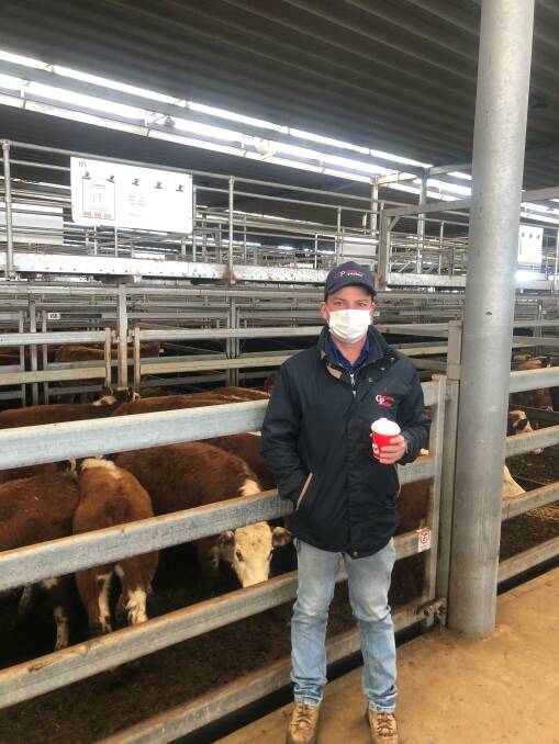 Corcoran Parker agent Bo Helwig with 19 Hereford steers (252kg) that sold for $1375/head or 545c/kg at Wodonga store sale on Thursday. Photo: Northern Victorian Livestock Exchange 