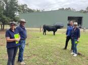 Cass and Charles Kimpton, Toora West, Victoria and Christie Freeman and Ingrid Clarke, wiith the $45,000 bull Rennylea 0896.
