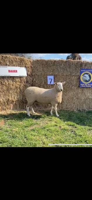The top priced ram bought by Blantyre Farms, Young, for $5800. "He is an extremely well carcased ram currently weighing 115 kgs," Jamie Buerckner said. Photo: Bauer Border Leicester stud 
