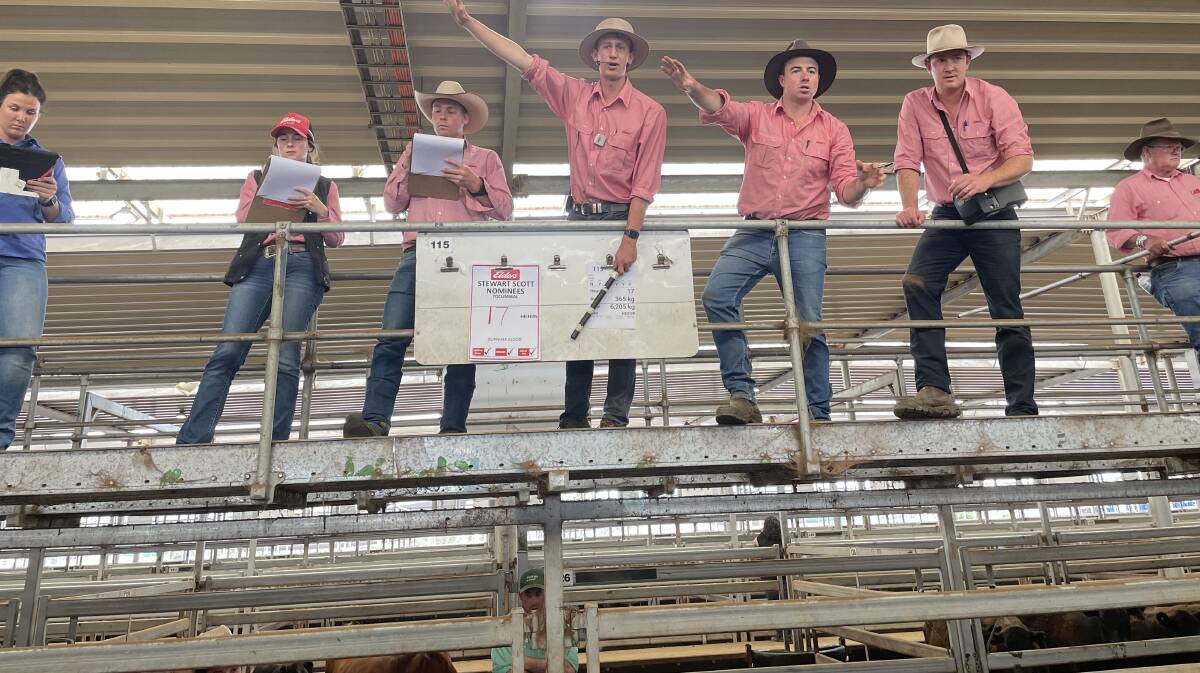 The Elders team in selling mode during the NVLX Wodonga cattle sale where 17 Burnima-blood Angus heifers offered by Stewart Scott Nominees, Tocumwal, weighing 365kg sold for $2140. Photo: Elders, Wodonga 
