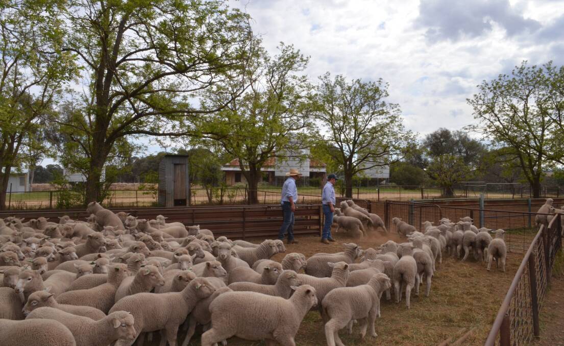 Counting the White Suffolk/Merino lambs after drafting into weight groups.
