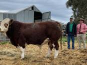 Tennyson Rielly (PP) sold for $22,000 and booked through Elders Naracoorte, SA, with stud principal Ian Baldry and auctioneer Lincoln McKinlay, Elders.