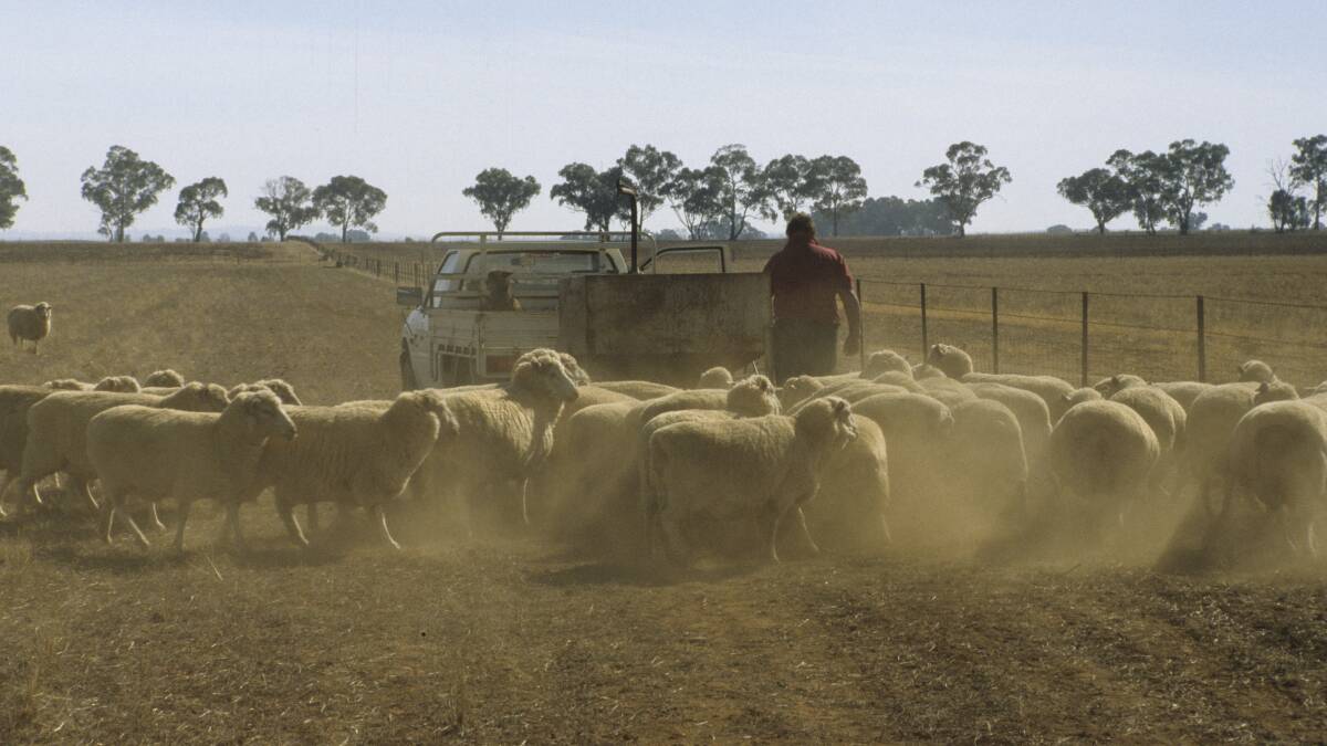 Dry times: “We are seeing producers under a lot of strain with the increasing difficulties and expense of sourcing good quality feed for livestock, and the stress and realities of offloading stock,” District Veterinarian, Charlotte Cavanagh said. Photo: supplied