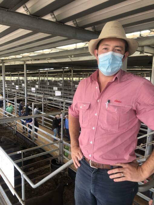 Oliver Mason, Elders, Wangaratta, Victoria at the NVLX Wodonga cattle sale which saw heavy yearling steers sold for $1900. Photo: NVLX
