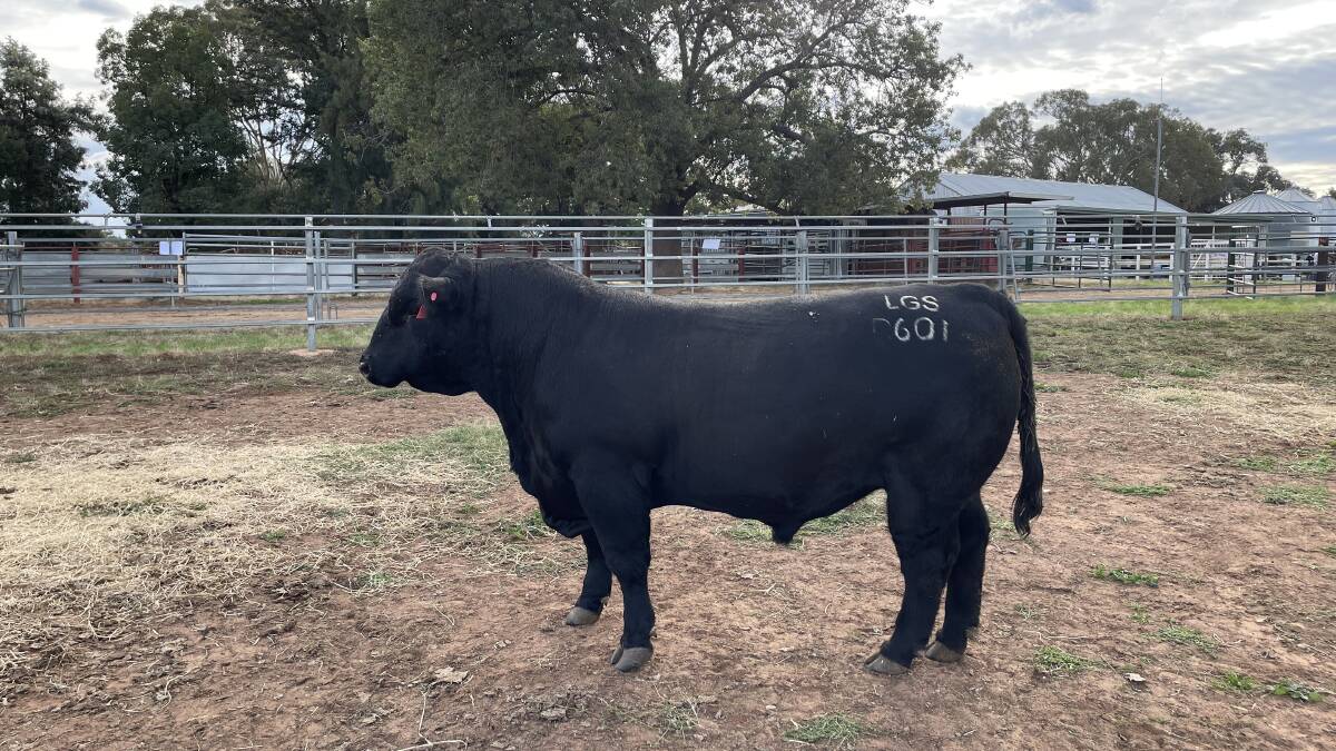 $52,000 Angus top price bought by Appleton Cattle Co. Alpha, QLD.