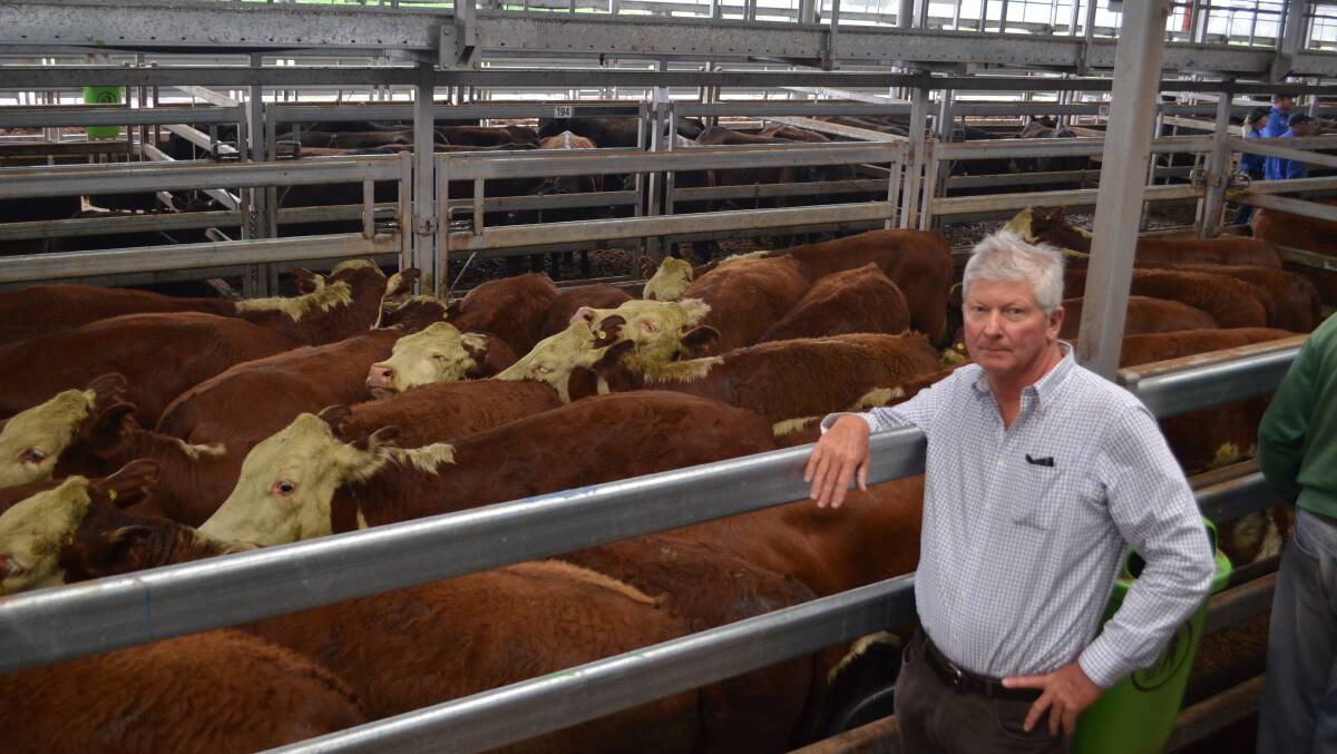 John Macleod, "Wallangra Park", Jingellic with his pen of 40 steers, Injermira/Guilford- blood and weighing 424kg sold for $1365. 
