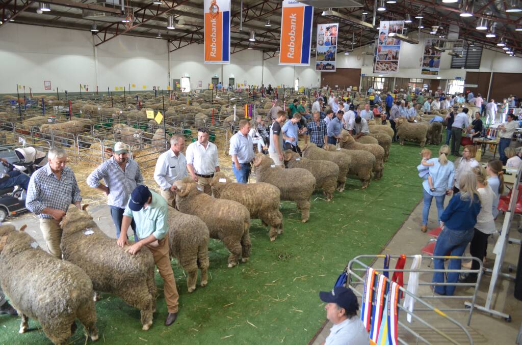 Judging during a ram class at the 2020 Great Southern Supreme Merino show in Canberra. Following the cancellation of the 2021 event, organisers are hopeful a similar scene will be viewed in 2022.