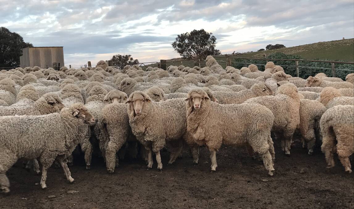 A selection of the 226 maiden stud ewes yarded for shearing. Photo: George Henderson
