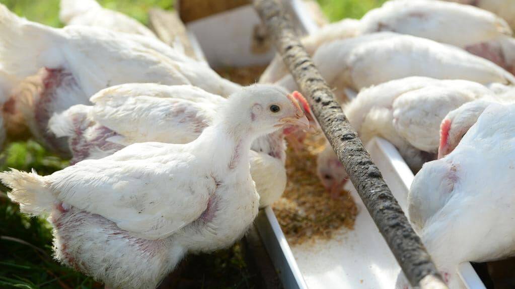AVIAN FLU: On July 31 last year, birds tested positive for avian influenza on a Golden Plains free range egg farm. File photo.