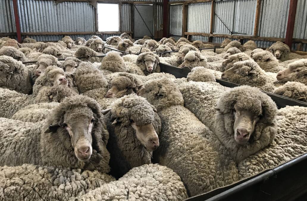 Shear quality: Four year old wethers penned for shearing at Grogansworth. Photo: George Henderson
