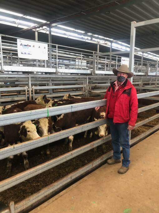 Elders agent Peter Wallis with 11 Hereford steers weighting an average of 397kg that sold for $1650/head (416c/kg) at the Northern Victoria Livestock Exchange, Wodonga, store cattle sale on Thursday. Photo: NVLX