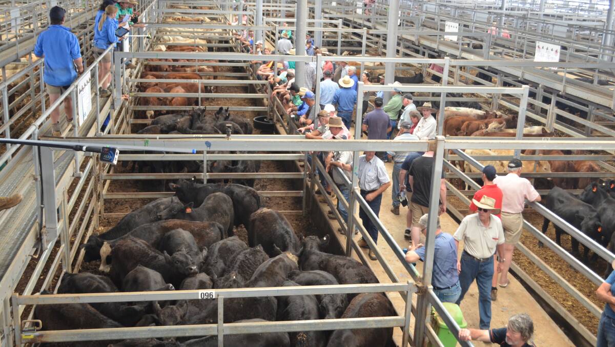 Angus steers weighing 381kg sold for $1840 last Thursday at NVLX Wodonga. File Photo