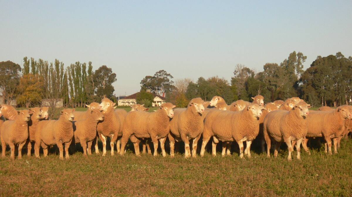 Sale rams to be offered in forthcoming on-property auctions.
