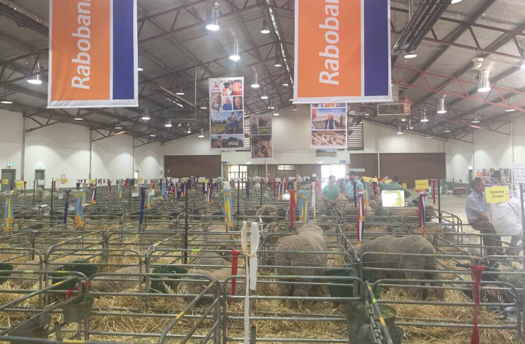 Merinos resting after the second day of show at 2020 Rabobank Great Southern Supreme Merinos in Canberra.