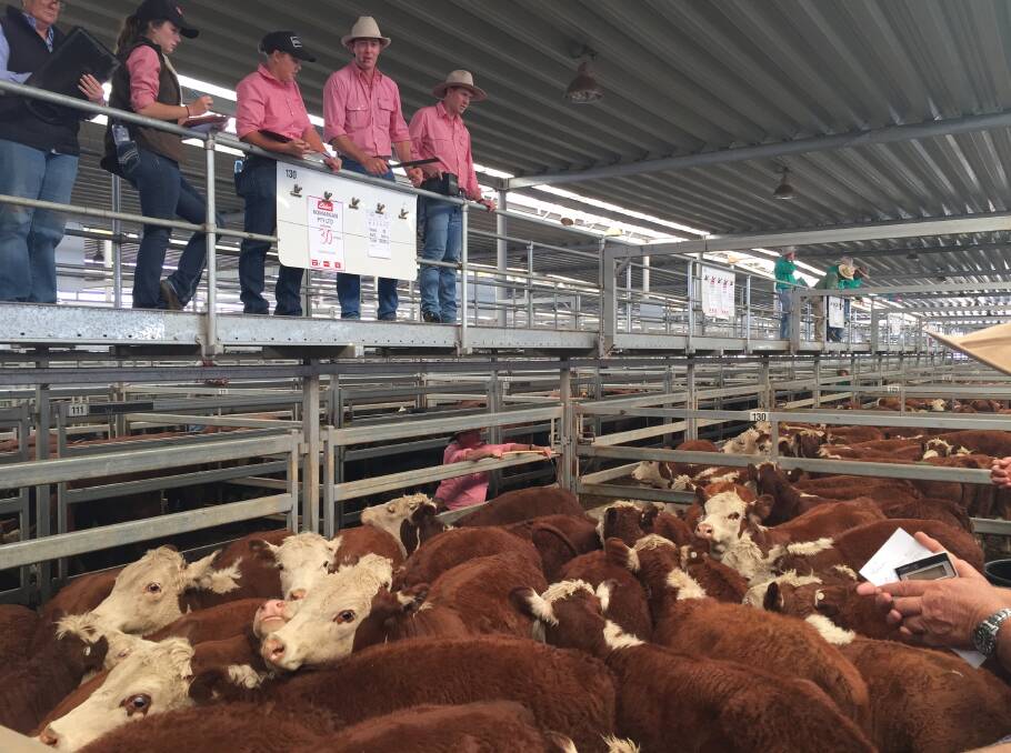 Oliver Mason (second from right) leading the Elders team when selling 30 Hereford steers weighing 301kg for $720 at the Wodonga store sale last Thursday. 
