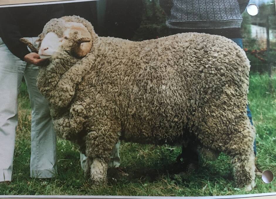 Merryville Melbourne Monarch 'Anzac' 43 was purchased for $68,000 during the 1989 Melbourne Sheep Show and Sale. Photo: Graham Coddington
