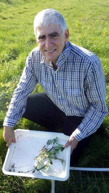 Dr Garry McDonald from cesar and the University of Melbourne said rain in some southern regions followed by cooler conditions in May had been conducive to population increases of the pest, which could affect canola, lupins, cereals and legume seedings, as well as pastures. Photo: supplied
