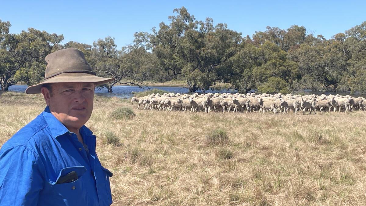 Colin McCrabb checking his ram weaners as the Billabong Creek slowly spreads across his property near Wanganella.