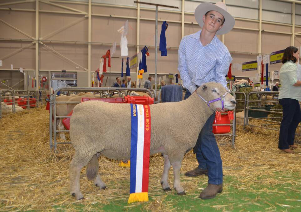 The grand champion Southdown ram exhibited by Jake Webster, West-Ray stud, Bathurst.