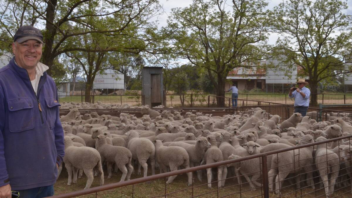 Tony Wallace is very pleased with the condition of his White Suffolk Merino cross lambs just weaned and weighed into groups. They are being assessed by David Corcoran, Delta, Young for listing on AuctionsPlus.
