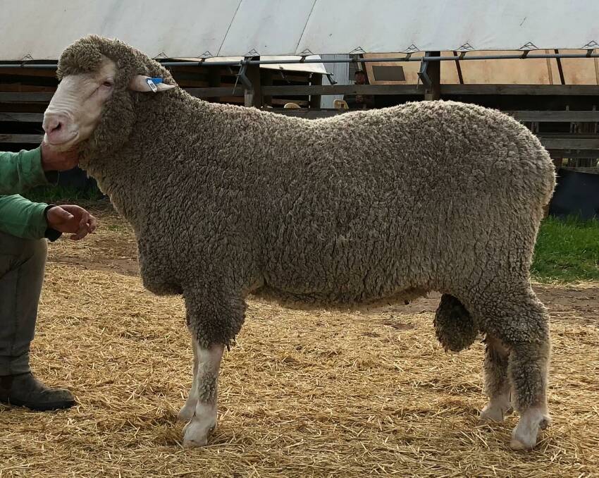 Ridgway170005 in the 2019 drop SA Sire Evaluation Trial. Photo: Ric Ridgway
