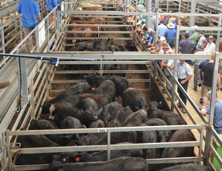 Angus steers at NVLX Wodonga sold to $2930 on increased demand from the north: Photo: file