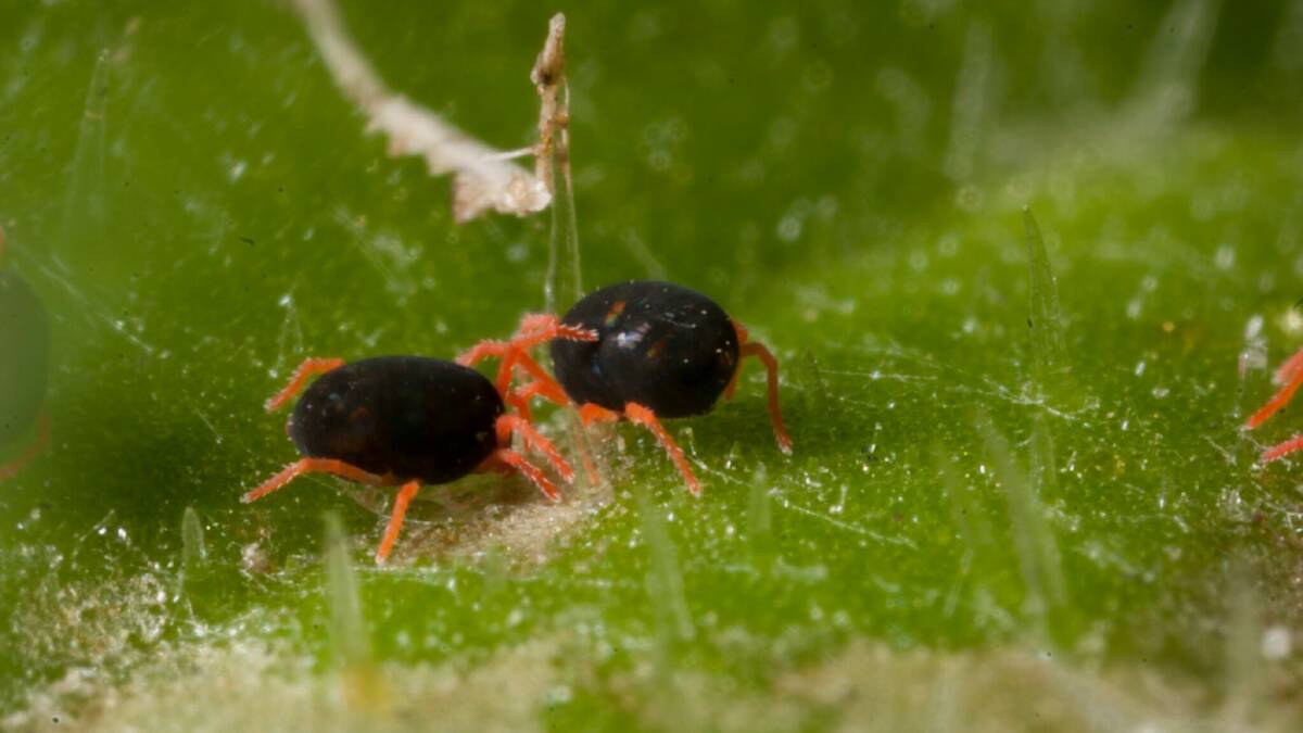 Growers urged to monitor for crop mites