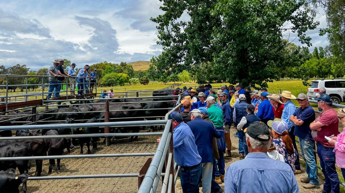 The strong buying contingent during the opening pens at the annual Corryong store sale where Angus cows with calves sold to $4425. Photo: Justin Costello