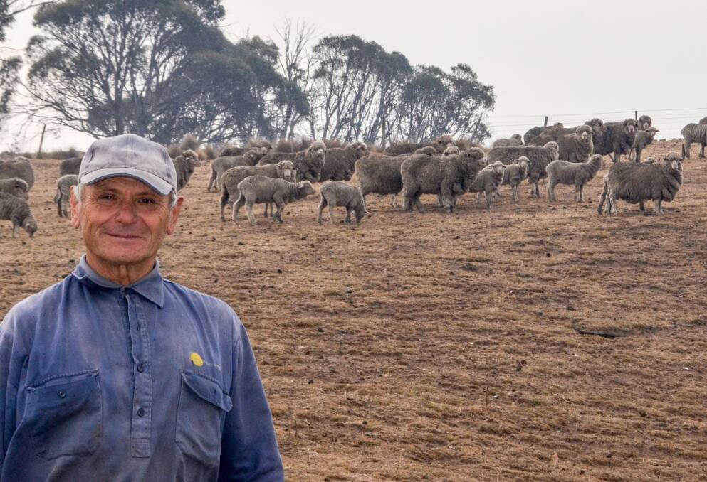 A love of heavy fleeces drives Vince Janota to seek more production from his Merino ewes at Jerangle. "When I start talking about wool and when I think about how much I can put on a sheep I get very excited," he said. 