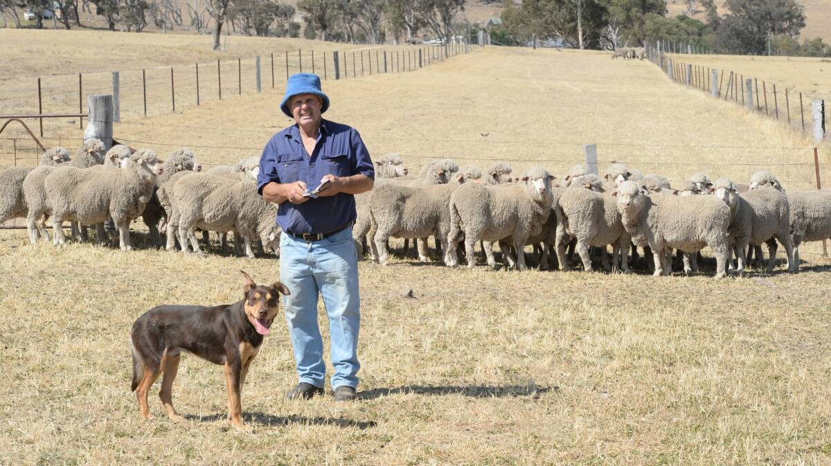 Peter Moore and 'Cadbury' with mixed age Merino ewes having just weaned their lambs and now ready to join. Photo: Rachael Webb