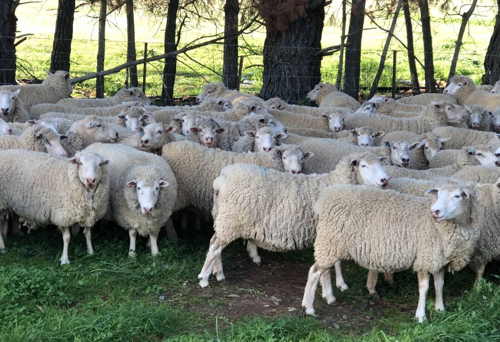 Young Multimeat ewes bred by David Hoadley at Barry via Blayney. 