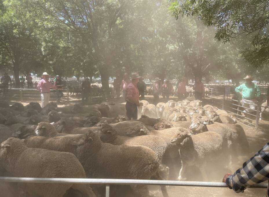 Jason Andrews, Elders Deniliquin, auctioneer in the dust quoted the sale as 'very strong, but with a noticeable discount for any sheep which were unmulesed."